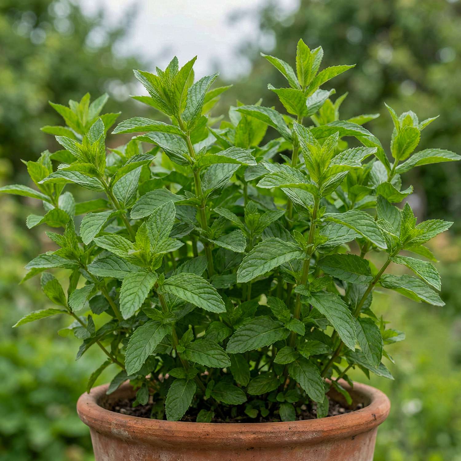 Menthe verte (graines)
